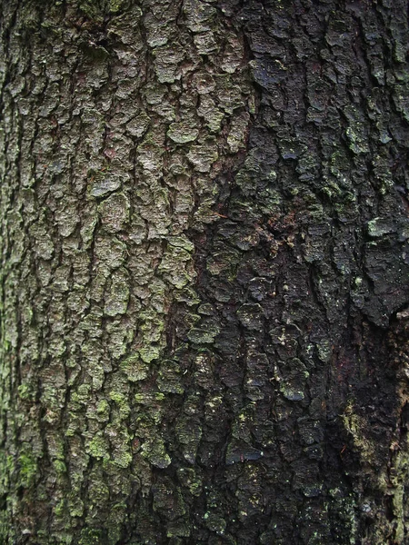 전나무 나무 껍질. 배경 — 스톡 사진