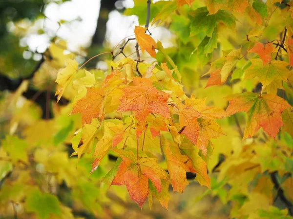 Żółte liście w parku. Jesień — Zdjęcie stockowe