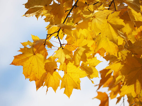 Желтые листья в парке. Осень
