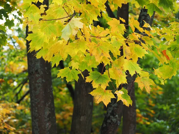 Sarı yapraklar parkta. Sonbahar — Stok fotoğraf