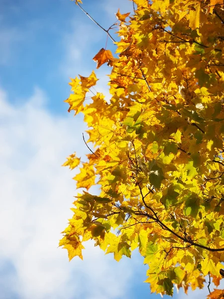 Foglie gialle nel parco. Autunno — Foto Stock