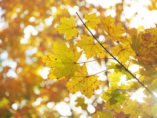 公园里的黄叶子。秋天 — 图库照片