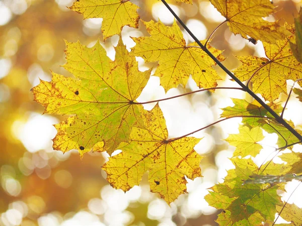 Hojas amarillas en el parque. Otoño — Foto de Stock