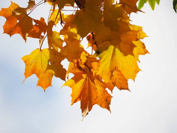 Hojas amarillas en el parque. Otoño — Foto de Stock