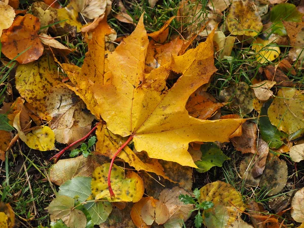 Gele bladeren in het park. Herfst — Stockfoto