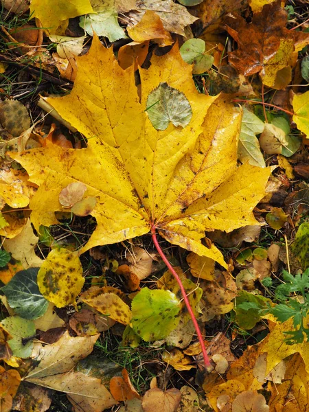 Желтые листья в парке. Осень — стоковое фото