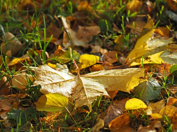 Gele bladeren in het park. Herfst — Stockfoto