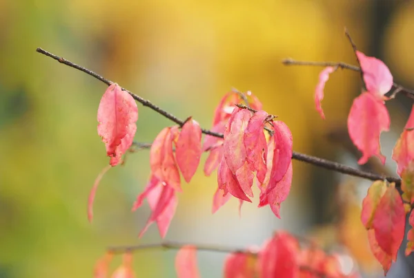 Hojas amarillas en el parque. Otoño — Foto de Stock