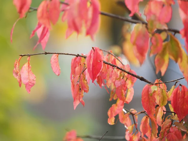 Hojas amarillas en el parque. Otoño — Foto de Stock