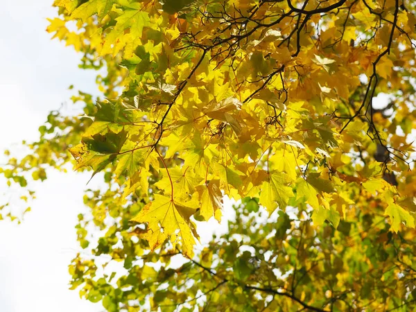 Żółte liście w parku. Jesień — Zdjęcie stockowe