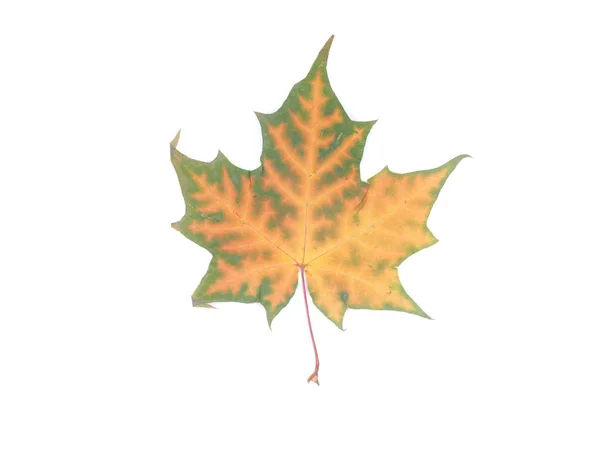 하얀 배경에 있는 노란 단풍잎 — 스톡 사진