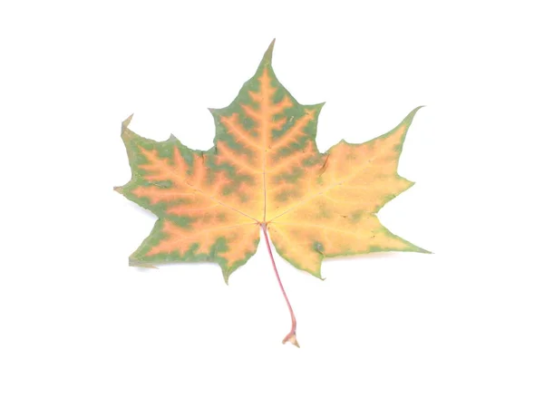 白地に黄色のカエデの葉 — ストック写真