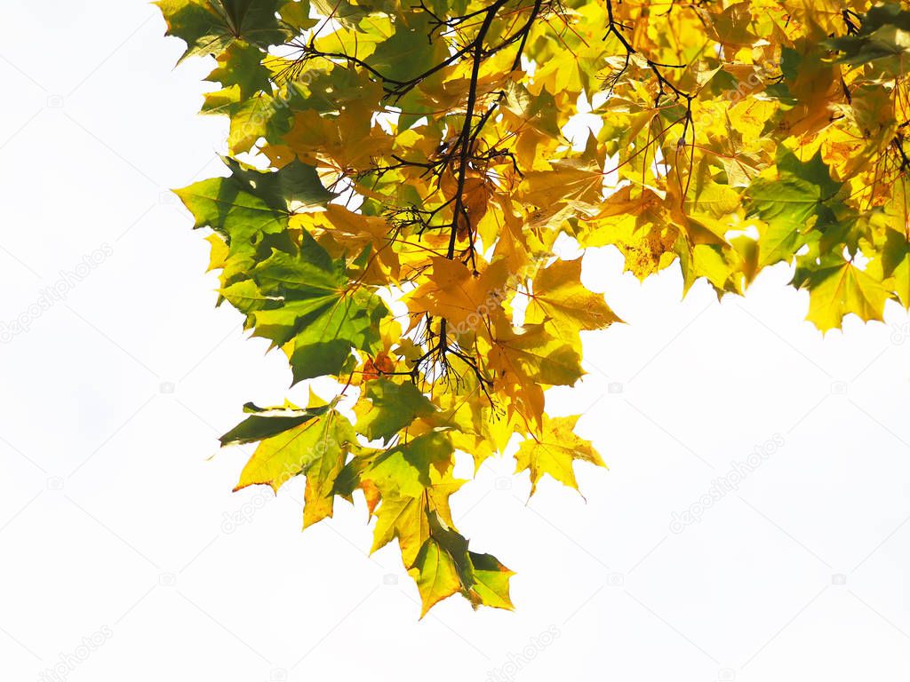 yellow leaves in the park. Autumn
