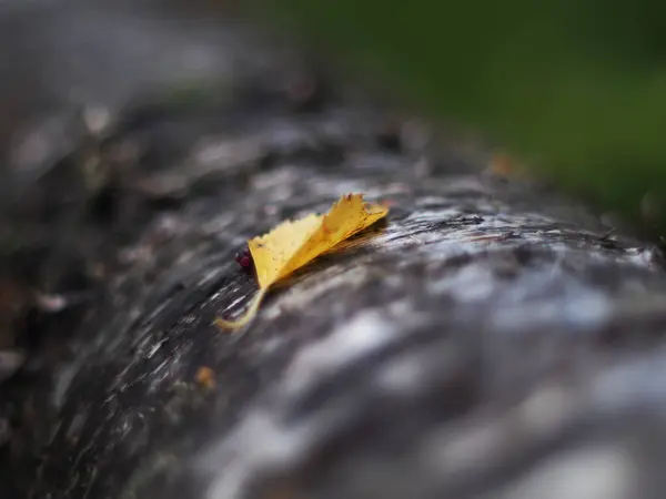 Yellow leaves in the forest — Stock Photo, Image