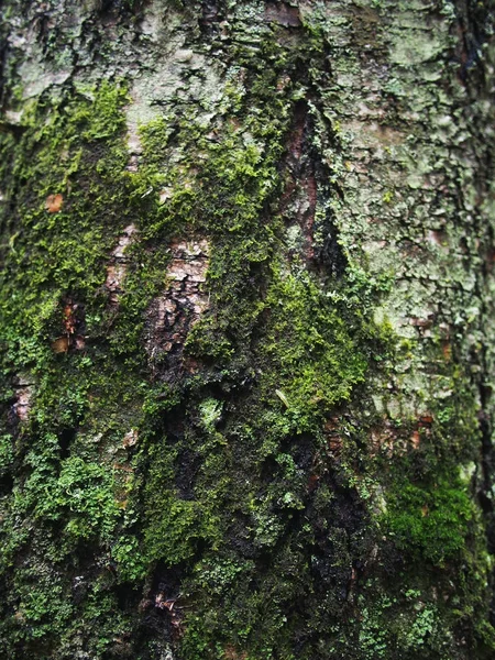 Licheń na krze drzewa — Zdjęcie stockowe