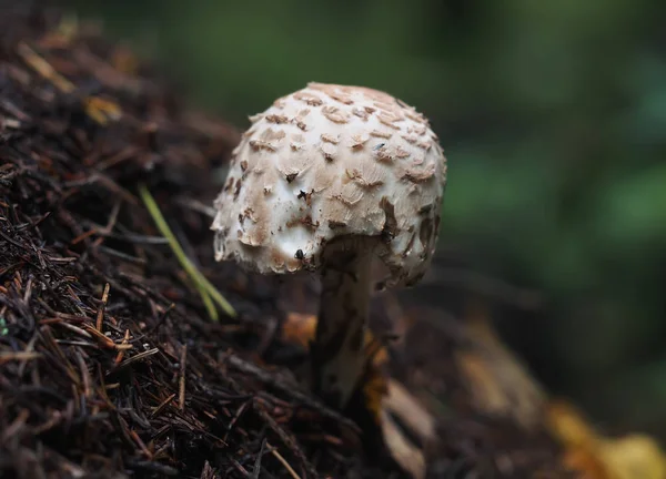 Plattan svamp i skogen — Stockfoto