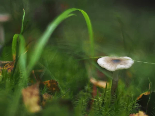 Tellerpilz im Wald — Stockfoto