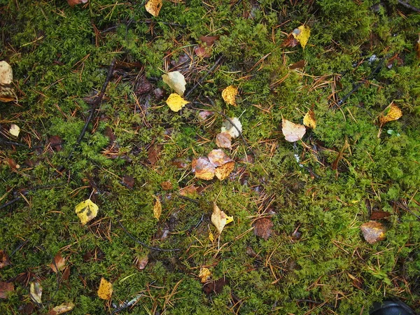 Sárga levelek az erdőben — Stock Fotó