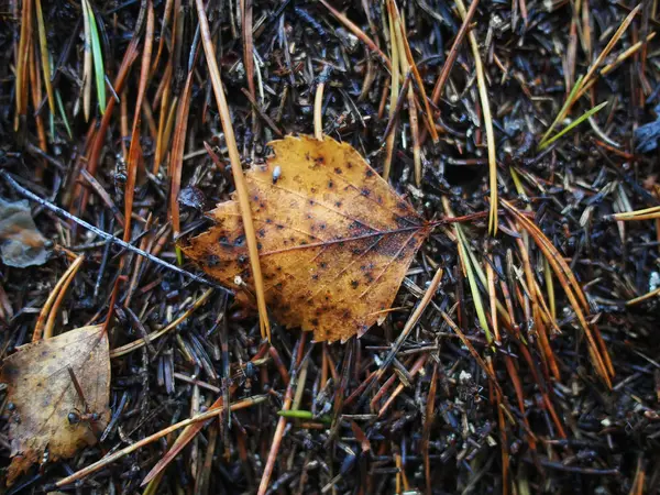 Um formigueiro na floresta. Verão — Fotografia de Stock