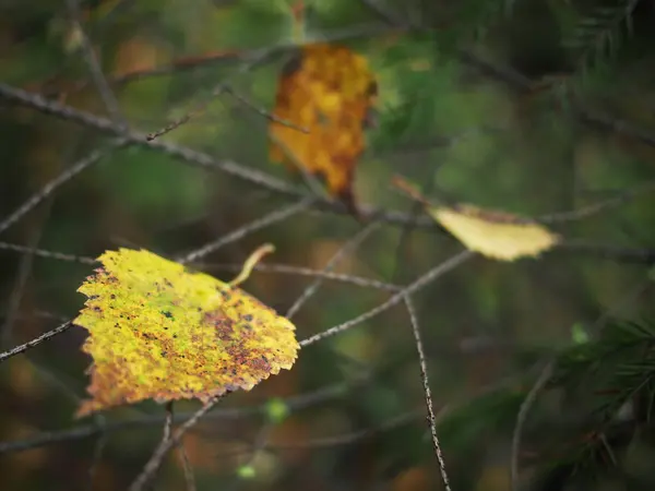 Folhas amarelas na floresta — Fotografia de Stock