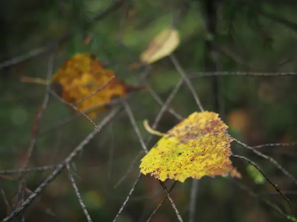 Folhas amarelas na floresta — Fotografia de Stock