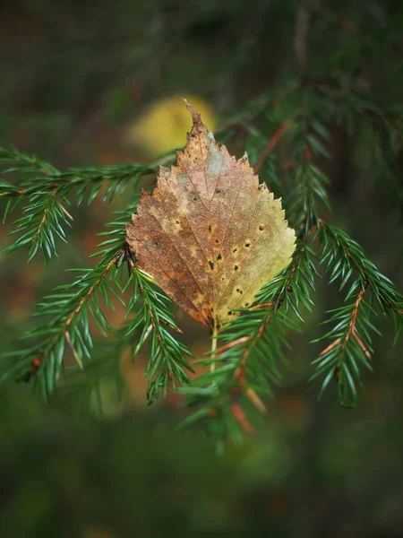 Gelbe Blätter im Wald — Stockfoto