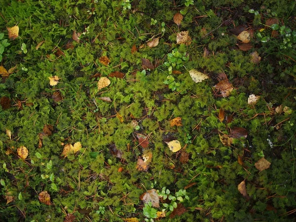 Hojas amarillas en el bosque — Foto de Stock