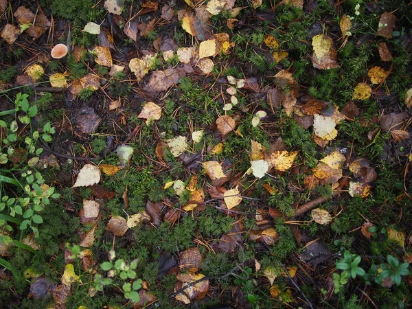 Liście żółte w lesie — Zdjęcie stockowe