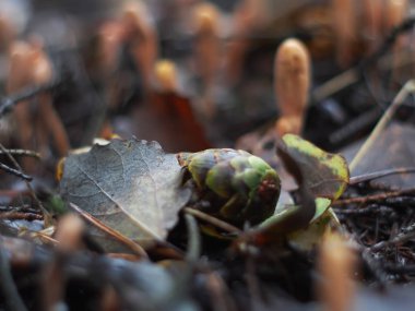 mantar Ramaria ormanda