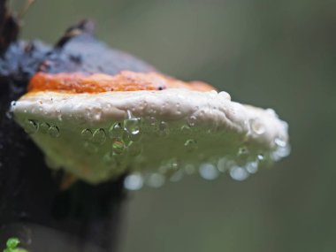 bir güdük üzerinde damlacıklar mantar mantar