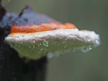 bir güdük üzerinde damlacıklar mantar mantar