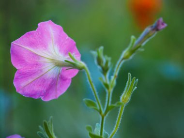 pembe mor çiçek yatakta