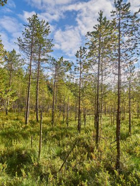 Çam ağaçlarının Yaz bataklıkta üzerinde