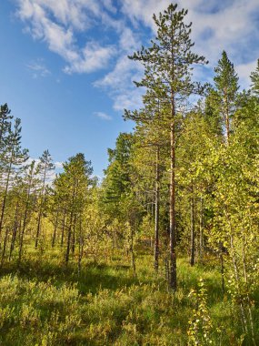 Çam ağaçlarının Yaz bataklıkta üzerinde