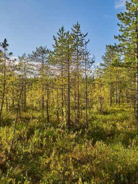 Çam ağaçlarının Yaz bataklıkta üzerinde