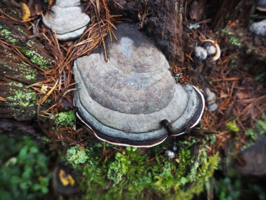 mantar mantar bir güdük üzerinde