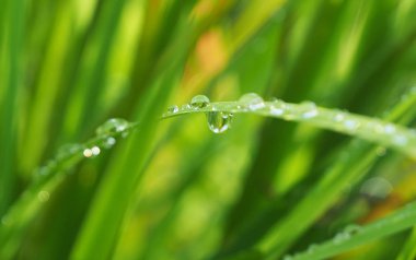 damla ormanda çimenlerin üzerinde