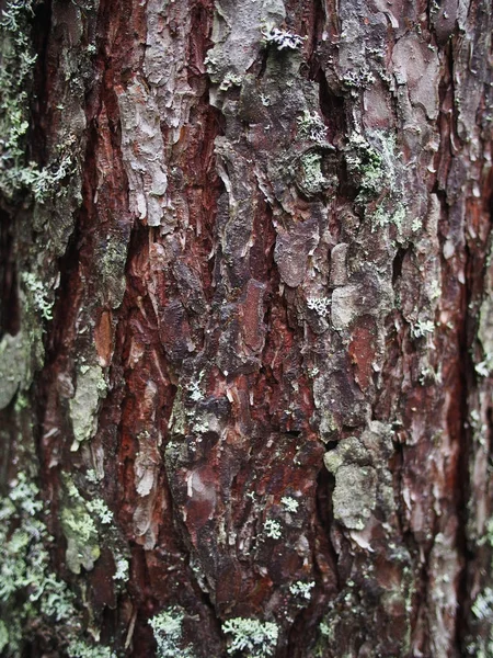 Lichen bir ağacın kabuğunda — Stok fotoğraf