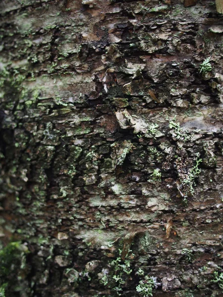 Flechten auf der Rinde eines Baumes — Stockfoto