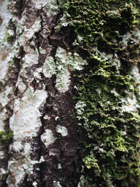 Lichen bir ağacın kabuğunda — Stok fotoğraf
