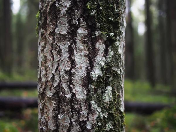 木の樹皮にリヒーン — ストック写真