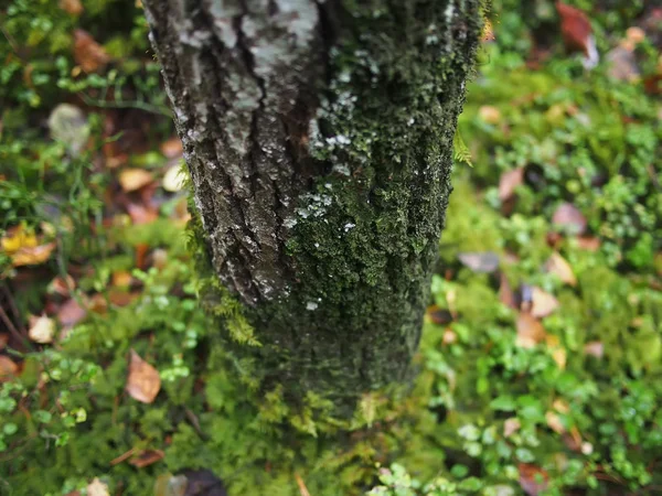 Lichen sur l'écorce d'un arbre — Photo
