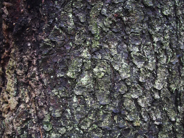 Лишайник на коре дерева — стоковое фото