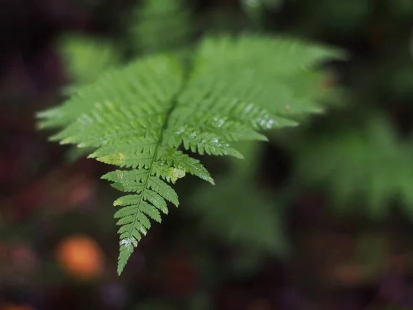 Helecho en el bosque — Foto de Stock