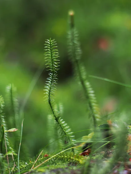 Lycopodium i skogen — Stockfoto