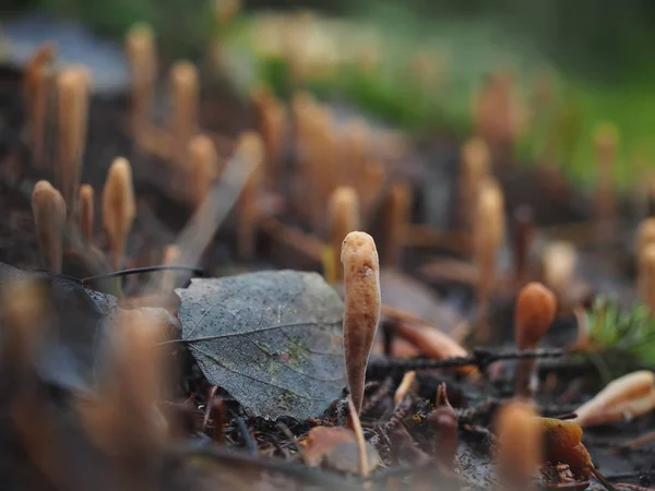 Pilzramaria im Wald — Stockfoto