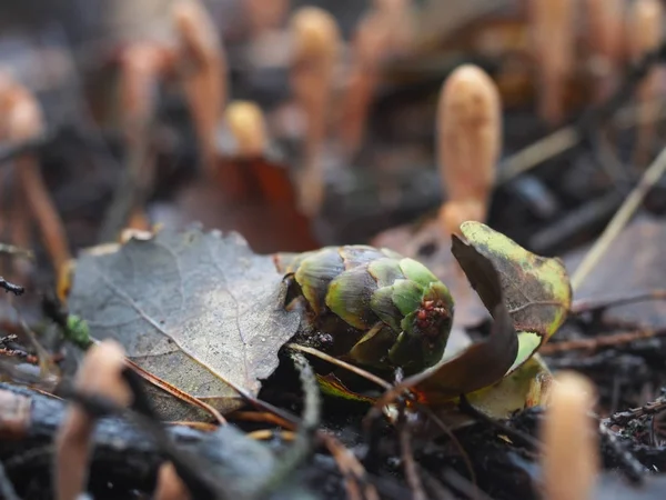 Champiñones Ramaria en el bosque —  Fotos de Stock