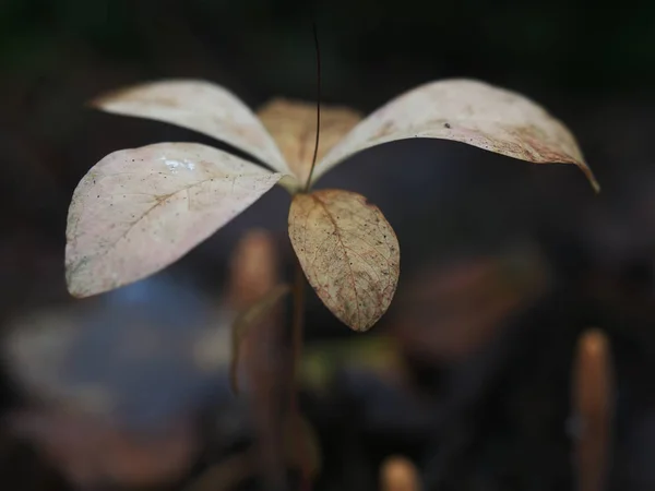 Трав'янистий Trientalis в лісі — стокове фото
