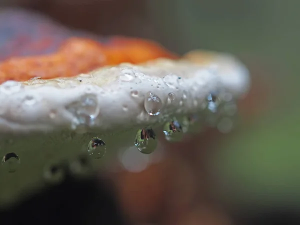 Fungus mushroom in droplets on a stump — Stock Photo, Image