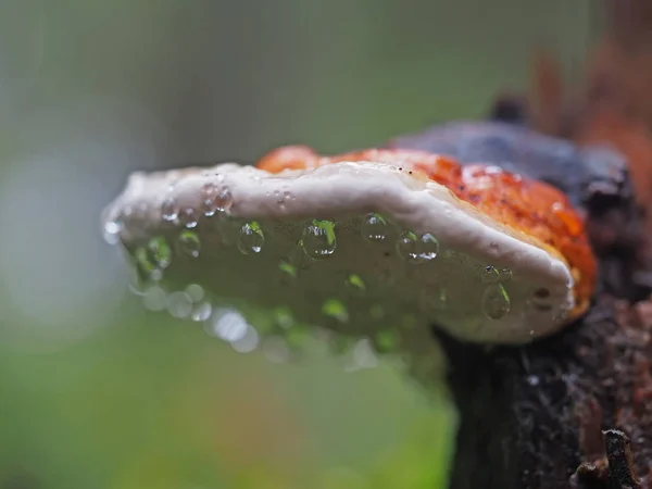 Grzyb w kropelki na pniu — Zdjęcie stockowe